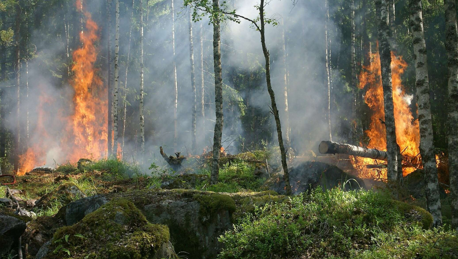 В этом году по сравнению с прошлым годом число лесных пожаров в Башкирии уменьшилось в 7 раз