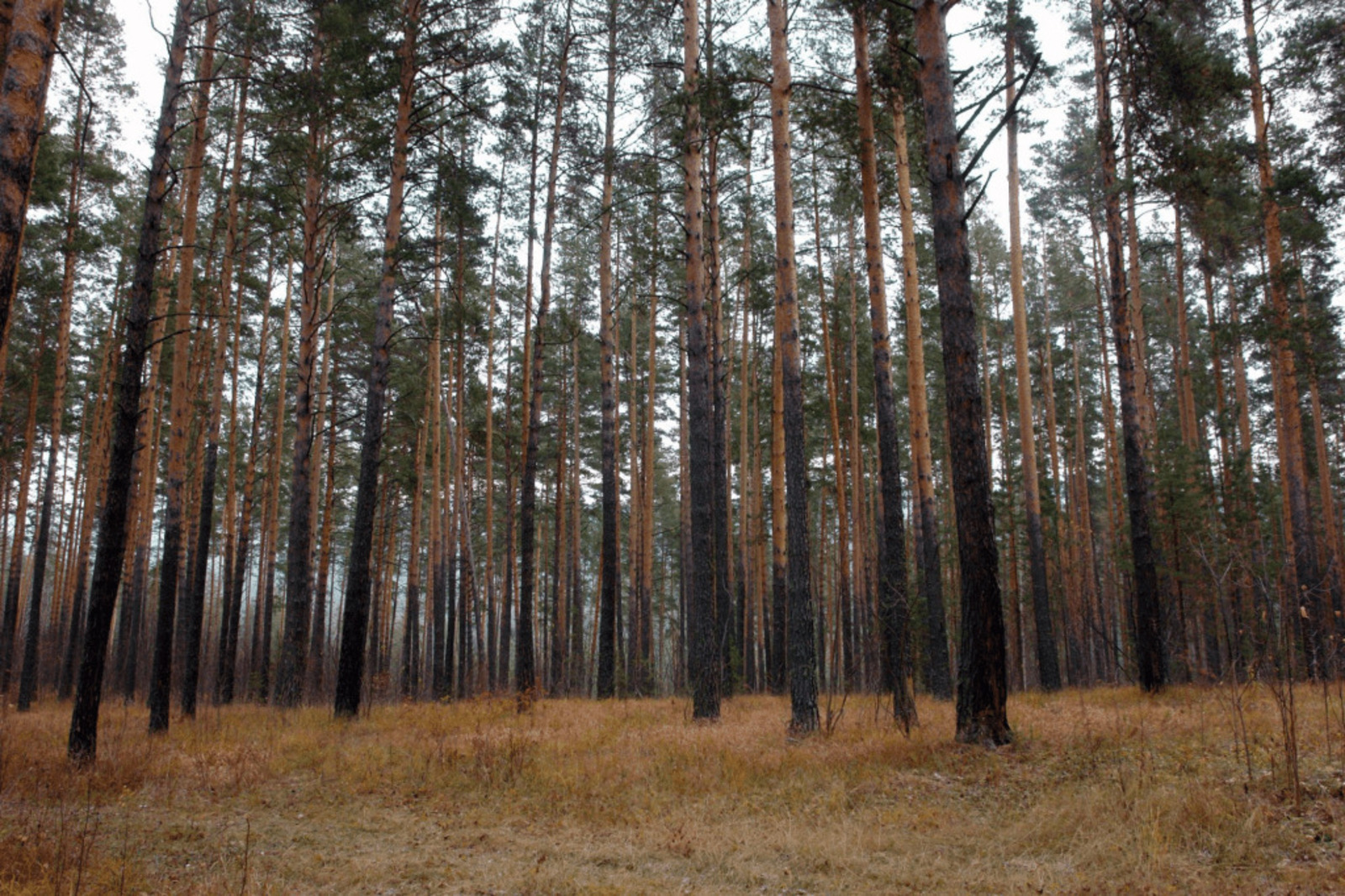 В этом году в Башкирии планируется освоить треть расчетной лесосеки