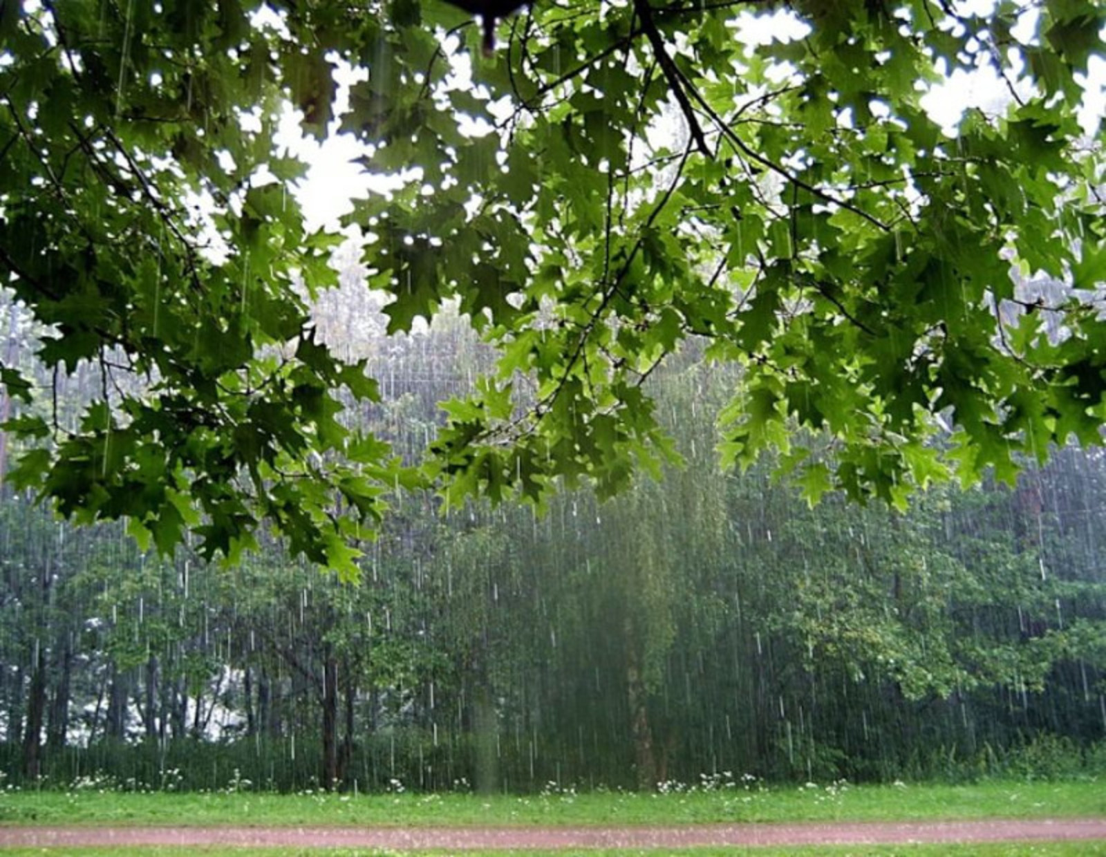 Неделя в Башкирии будет прохладной и дождливой