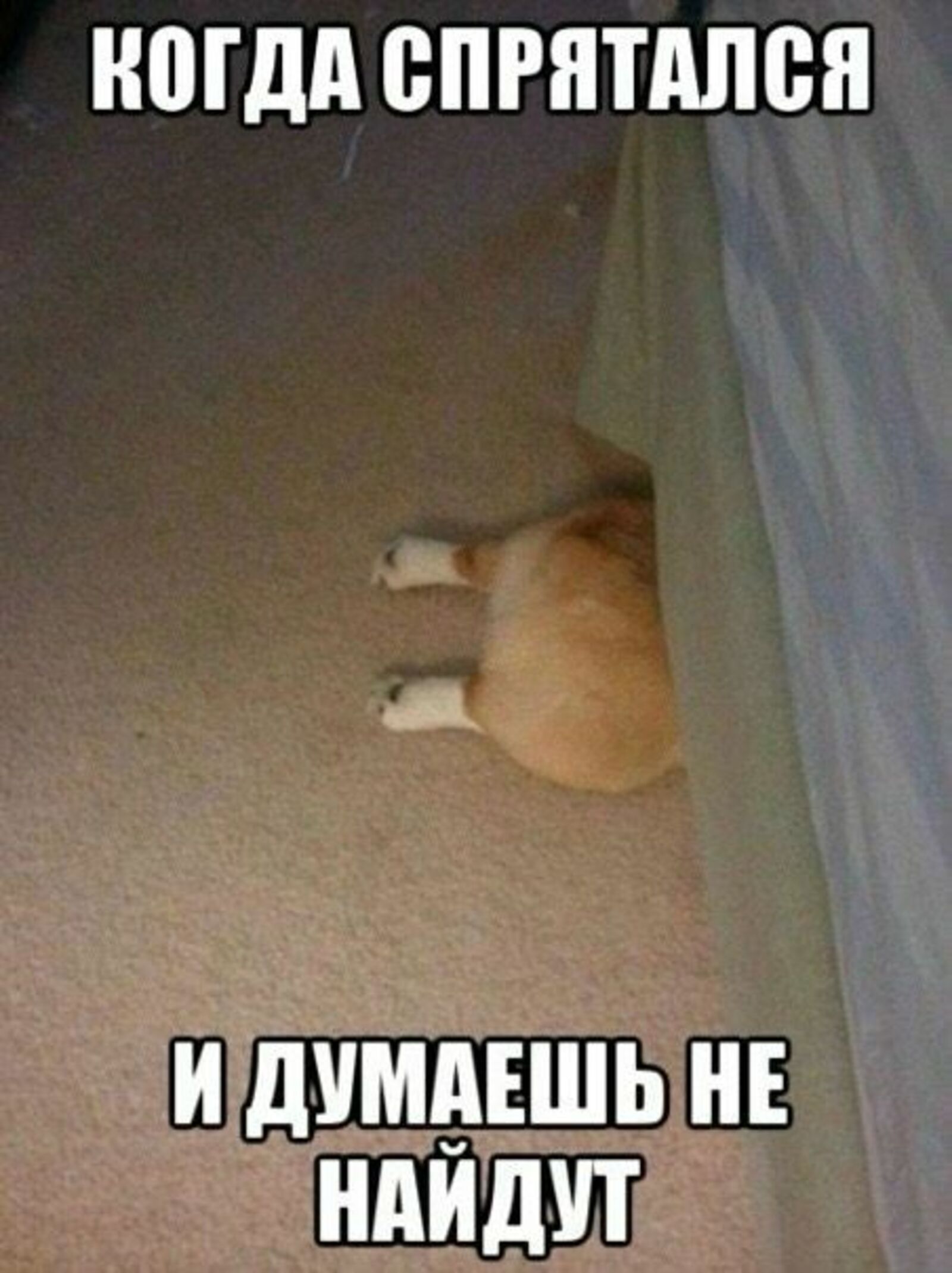 «Его здесь нет! Можете зайти и убедиться»